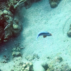 Pseudanthias taeniatus
