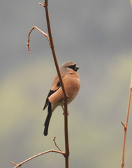 Pyrrhula erythaca