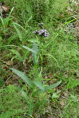 Saussurea parviflora