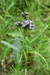 Saussurea parviflora