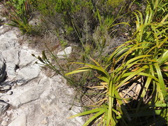 Thesium spicatum