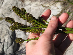 Thesium spicatum