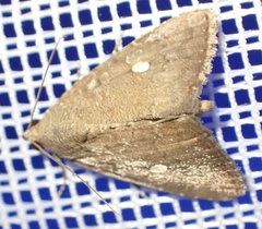 Amyna axis