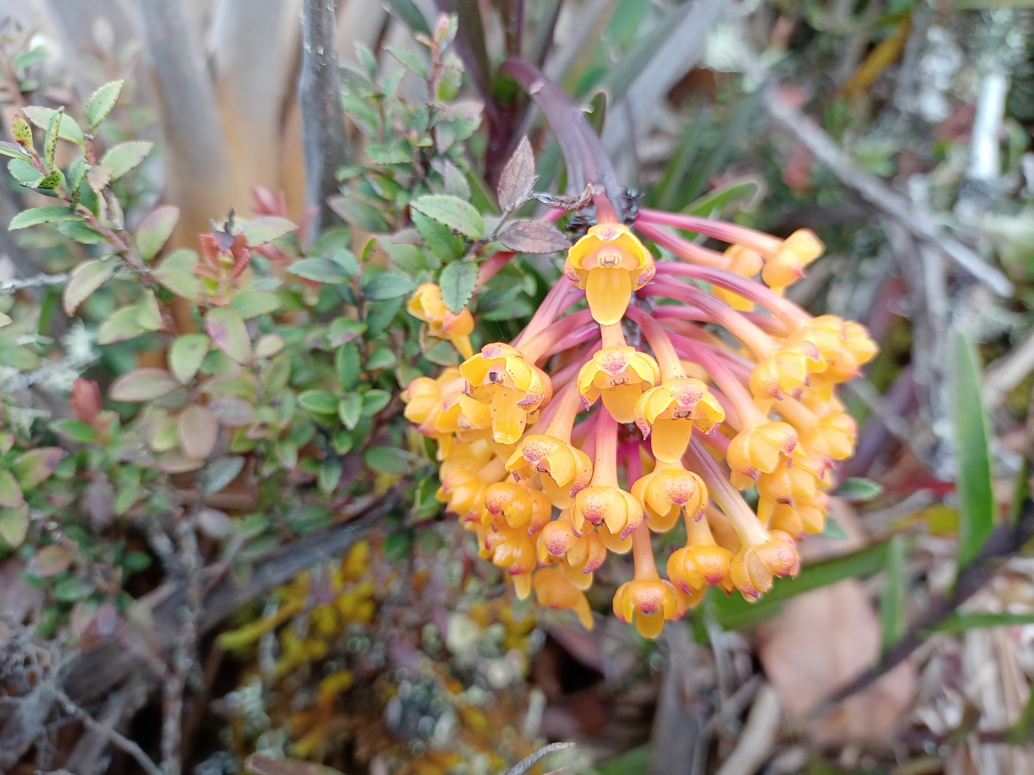 Epidendrum hemiscleria image