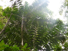 Socratea exorrhiza