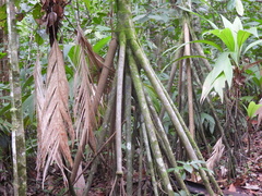 Socratea exorrhiza