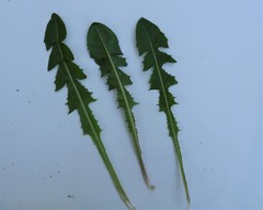 Taraxacum coartatum