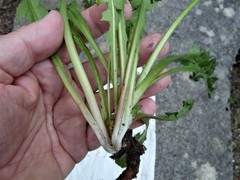 Taraxacum coartatum