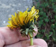 Taraxacum coartatum