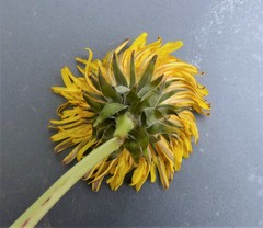 Taraxacum coartatum