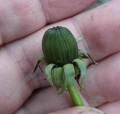 Taraxacum coartatum