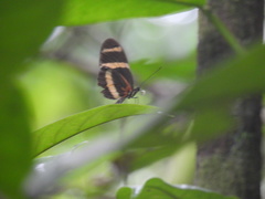 Heliconius pachinus