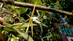 Epidendrum nocturnum image