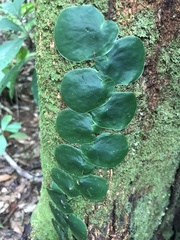 Monsteroideae
