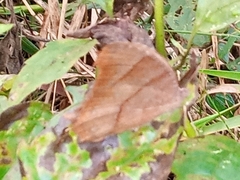 Melanitis leda