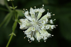Astrantia carniolica