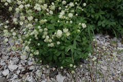 Astrantia carniolica