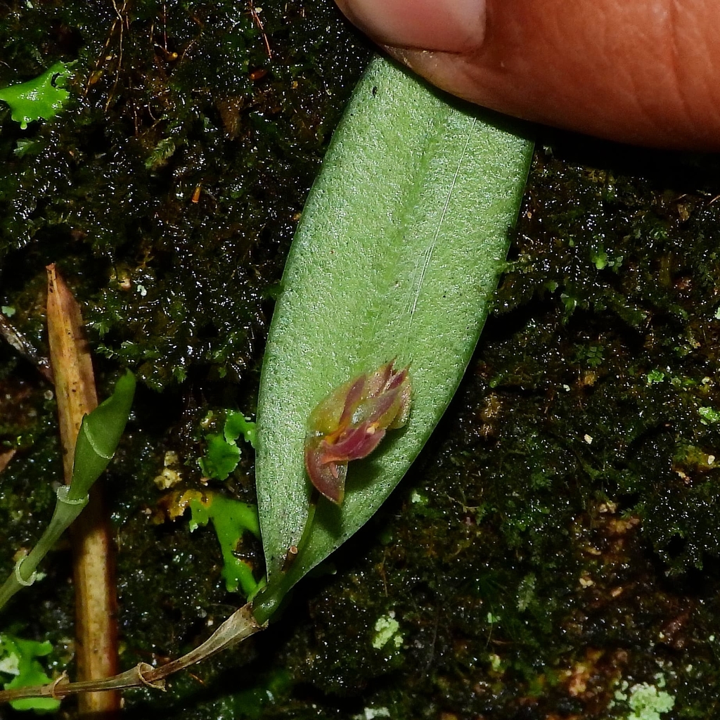 Lepanthes monoptera