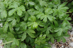 Astrantia carniolica