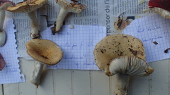 Russula violeipes