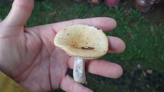 Russula violeipes