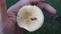 Russula violeipes