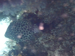 Oplegnathus punctatus