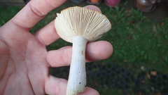 Russula violeipes