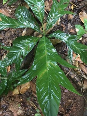 Tectaria heracleifolia