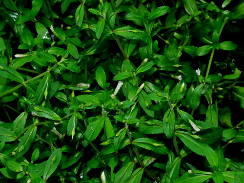 Image of Rice Paddy Herb (Limnophila aromatica) by (c) Jacy Chen, some rights reserved (CC BY)