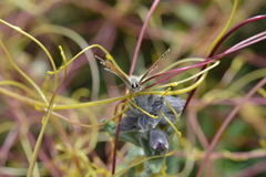 Pseudolucia chilensis