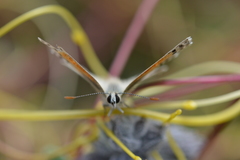 Pseudolucia chilensis