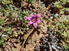 Romulea kamisensis