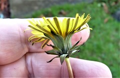 Taraxacum cambricum