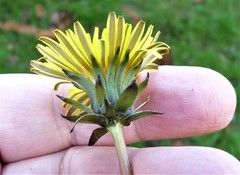 Taraxacum cambricum