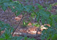 Solanum atropurpureum
