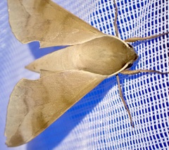 Phylloxiphia bicolor