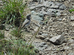 Muscisaxicola cinereus