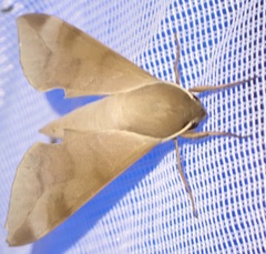 Phylloxiphia bicolor