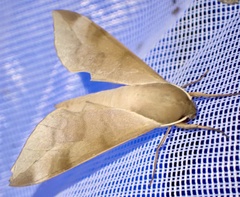 Phylloxiphia bicolor