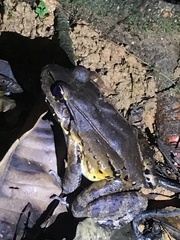 Leptodactylus savagei