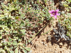 Romulea kamisensis