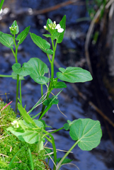 Cardamine cordifolia