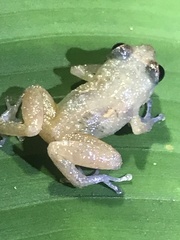 Diasporus