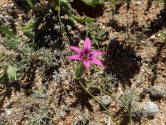 Romulea kamisensis
