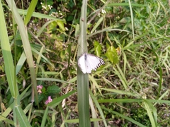 Appias libythea