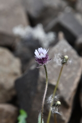 Erigeron eriocephalus