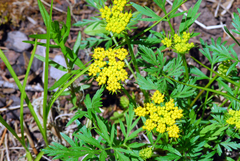 Pseudocymopterus