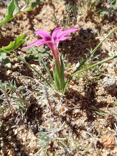 Image of Romulea kamisensis by no rights reserved