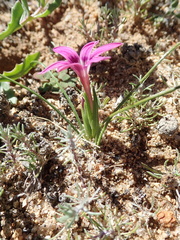 Romulea kamisensis